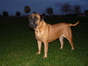 Bullmastiff fokker