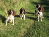 Engelse Springer Spaniel fokker