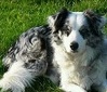 Border Collie fokker