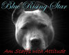American Staffordshire Terrier fokker