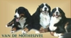 Berner Sennenhond fokker