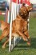 Golden Retriever fokker
