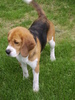 Beagle fokker