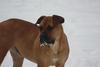 Boerboel fokker