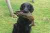 Flat Coated Retriever fokker