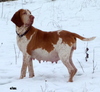 Bracco Italiano fokker