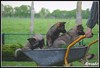 Duitse Herder fokker