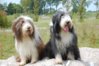 Bearded Collie fokker