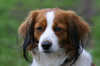 Kooikerhondje fokker