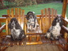 Engelse Cocker Spaniel fokker