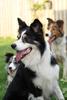Border Collie fokker