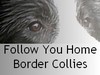 Border Collie fokker