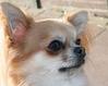 Chihuahua fokker