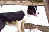 Border Collie fokker