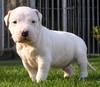 Dogo Argentino fokker
