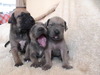 Fila Brasileiro fokker