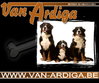 Berner Sennenhond fokker