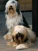 Tibetaanse Terrier fokker