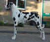 Duitse Dog fokker