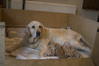 Golden Retriever fokker