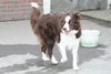 Border Collie fokker
