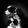 Amerikaanse Cockerspaniel fokker