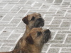 Border Terrier fokker