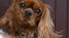 Cavalier King Charles Spaniel fokker