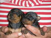 Dwergpinscher fokker