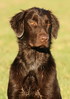 Flat Coated Retriever fokker