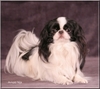 Japanse Spaniel fokker