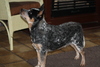 Australian Cattle Dog fokker