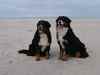 Berner Sennenhond fokker