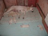 Berger Blanc Suisse fokker