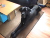 Duitse Dog fokker