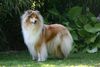 Bearded Collie fokker