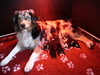 Australian Shepherd fokker