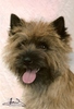 Cairn Terrier fokker