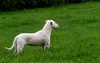 Dogo Argentino fokker