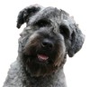 Bouvier fokker