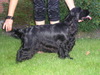 Engelse Cocker Spaniel fokker