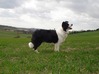 Border Collie fokker