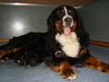 Berner Sennenhond fokker