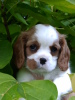 Cavalier King Charles Spaniel fokker