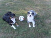 Australian Shepherd fokker