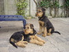 Airedale Terrier fokker