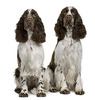 Engelse Springer Spaniel fokker