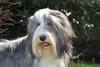 Bearded Collie fokker