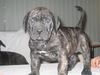 Dogo Canario fokker