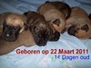 Duitse Dog fokker